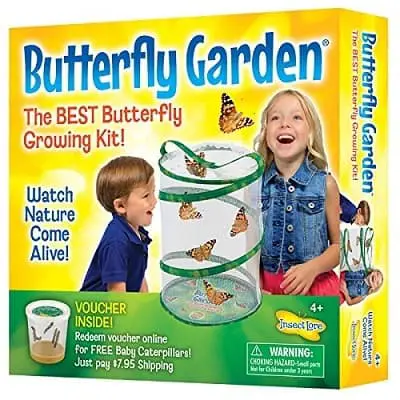 Insect Lore Butterfly Growing Kit